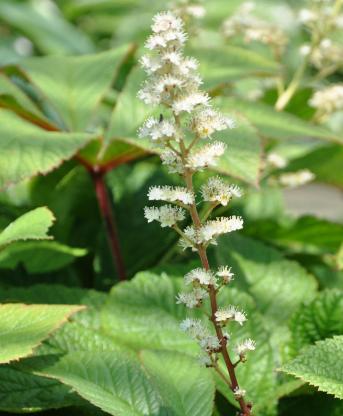 Rodgersiasambucifolia