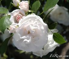 RosaAsperinRoseFloribunda1997