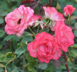 Rosa 'Capitole' J Laperrière 1985 Flor