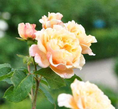 ROSA  ' Caramella' - Engelse roos - Kordes 2001
