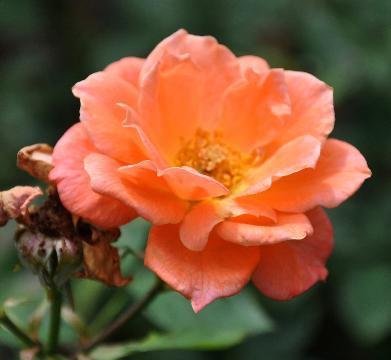 Rosa ' Cidercup' - veredeling van Dickson Patrick 1987, bestaat als patioroos en als miniatuurroos.