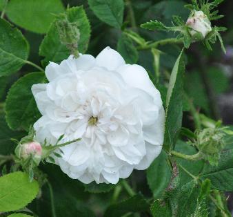 RosaDamascenerMmeHardyCLoseup