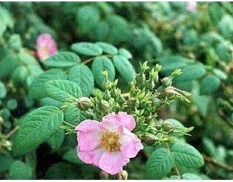 Rosa 'Davidii' - Crepin - mooie flesvormige rode bottels in de herfst.