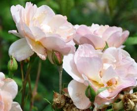 Rosa Desprez à fleurs jaunes/ rambler