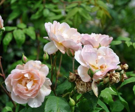 Rosa Desprez à fleurs jaunes