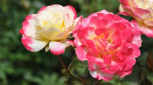 Rosa 'Double Delight' syn. 'Andeli' - Swim & Ellis 1977 Theehybride 