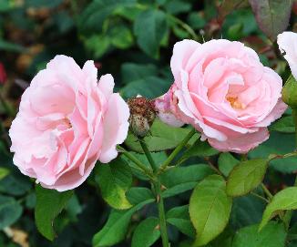 Rosa 'Dream' DVP Melle - 1979- Theehybride 