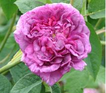 rosa du maitre d'école