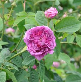 Rosa 'Du maître d'école' - oude gallicaroos -rosa gallica - apothekersroos...