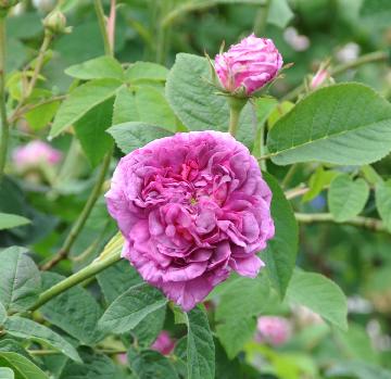 rosa du maitre d'école