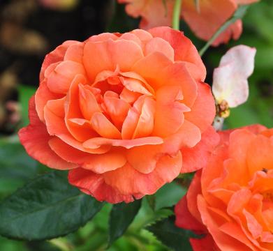  Rosa 'Fellowhip' -  Floribunda roos, trosroos
