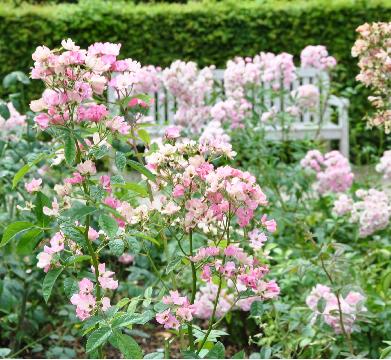 Rosa Françoise Drion L.Lens Nice globalview