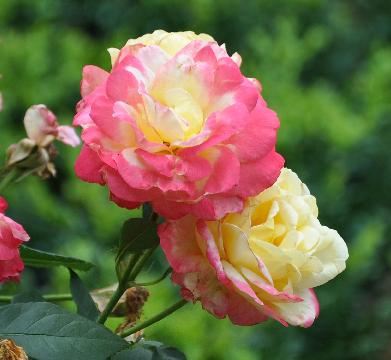 ROSA ' FRENCH PERFUME' - Suzuki 1993 - Theehybride 