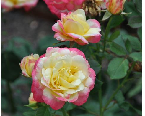  ROSA ' FRENCH PERFUME' - Suzuki 1993 - Theehybride 2