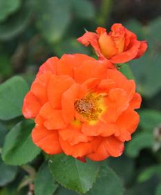 RosaFrescoGeorgedeRuiter1968Flor