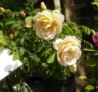 ROSA 'Fruhlings Gold'  syn.' Spring Morning'