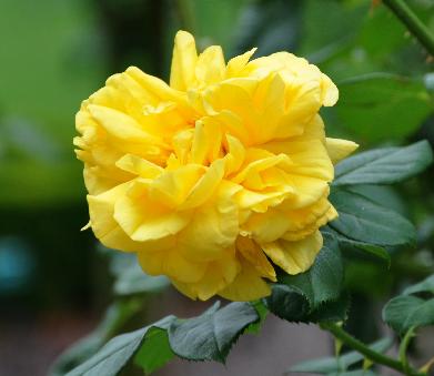 Rosa 'Gina Lollobrigida' Meilland 1997