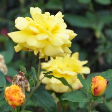 Rosa 'Golden Flame' J.Laperrière