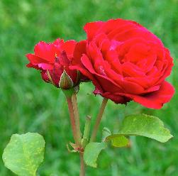 RosaGravindAlcantaraDVP1982TH