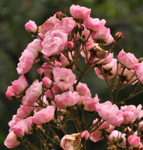 RosaHeavenlyPinkLens1997