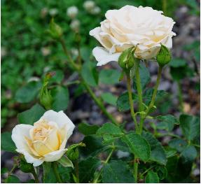 Rosa 'Helène de Gerlache' L Lens 1982 TH