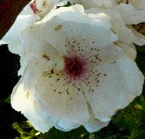 rosa jacqueline dupré