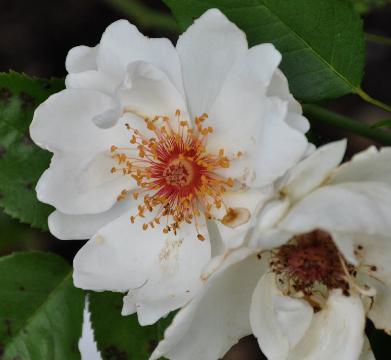 ROSA   'Jacqueline du Pré' - Harkness 1989