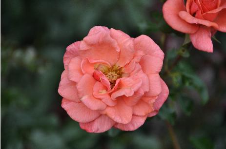 Rosa 'Kalinka' Meilland 1970 Flor VN2