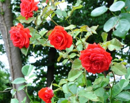  ROSA 'Kanegem'  DVP Melle 2