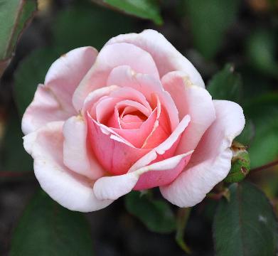 Rosa 'Lady Mary  Fitzwilliam' Bennet 1882 Theehybride