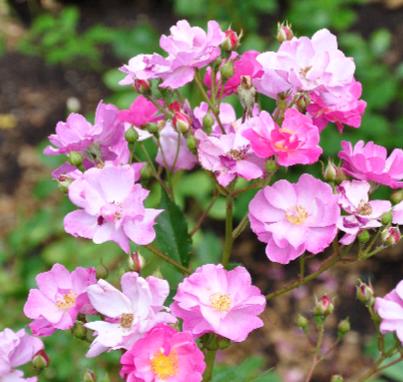  ROSA  'Lavender Dream ' syn. 'Interlav' - 1985 Interplant