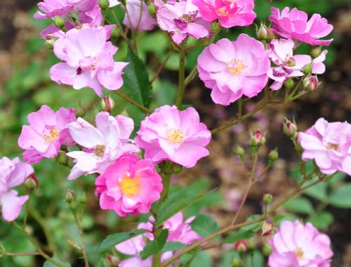  ROSA  'Lavender Dream ' syn. 'Interlav' - 1985 Interplant 2