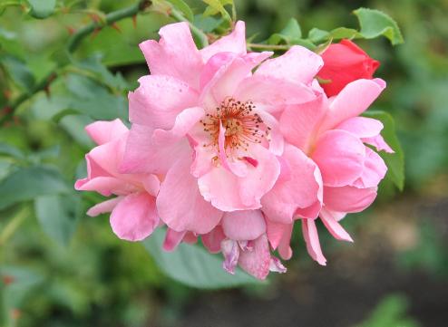 Rosa 'Marchenland' floribunda Tantau 1946 -2