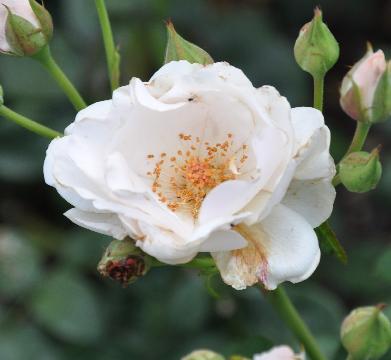 Rosa 'Maria Mathilda' Louis Lens 1980 Miniatuurroos