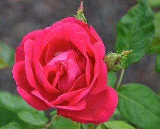 Rosa ' Mme Victor Verdier'  Louis-Eugène Verdier 1963  HPVN2