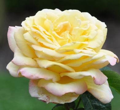 RosaPeaceMeilland1945
