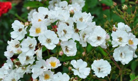 Rosa Poésie Lens vn