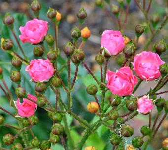 RosaPrincesseJosephineCharlotteLouisLens1945polyantha