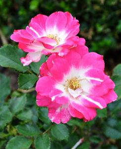 Rosa 'Regensberg ' SamuelI VMcGredy 1979 Floribunda roos