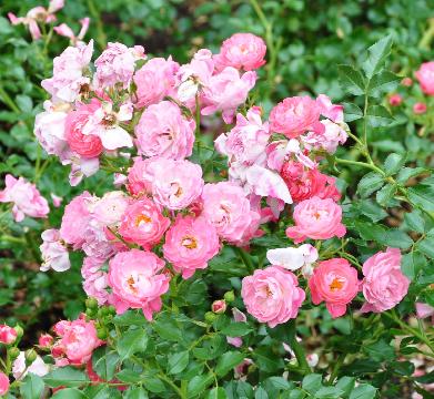 Rosa 'Remembrance' Harkness 1992