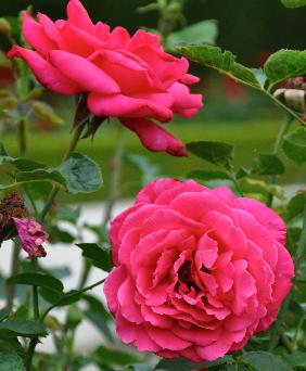 Rosa 'Rendez vous' Meilland 1987 Theehybr