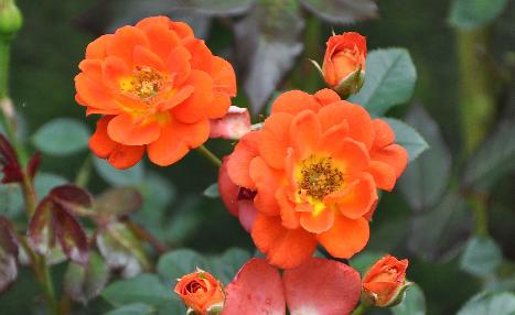 Rosa 'Rosalie' Coral Warner 1992 Klimroos