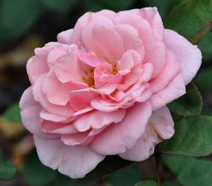 Rosa 'Rosalinde' Wagner 1994 THeehybride Vnice