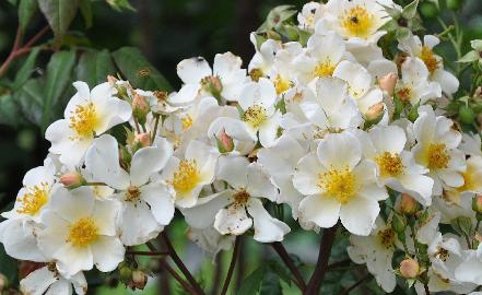 Rosa 'Rosalita' eind aug Lensvn