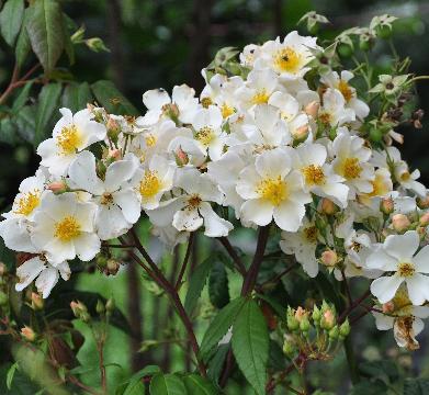 Rosa 'Rosalita'eind augustus Louis Lens 1997