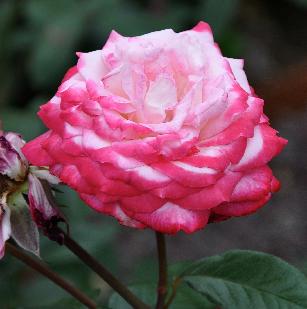 RosaSeikaKeiseiRoseNursery1987