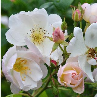 Rosa 'Sourire d'orchidée' 1985 - Croix