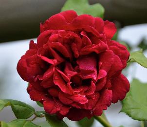 Rosa 'Souvenir de Claudius Denoyle'