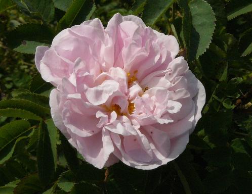  ROSA 'Stanwell Perpetual' - Lee 1838 - pimpinellifoliaroos 2