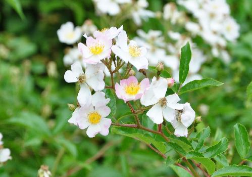 Rosa 'Tapis Volant' - Louis Lens  - bodembedekkende heesterroos foto 2